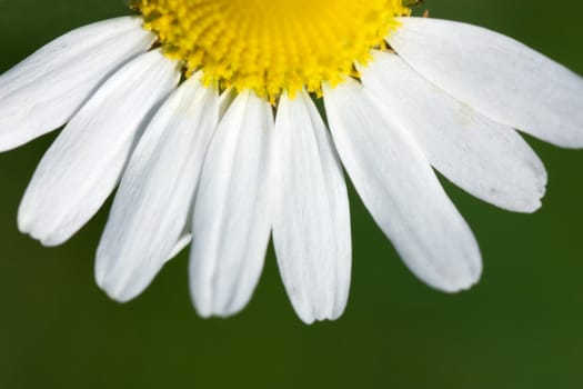 A front view of camomile. A half cropped.