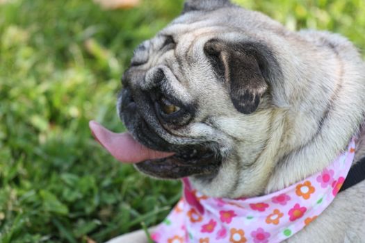 Pug outside in a park. 