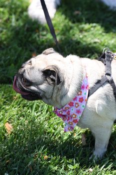 Pug outside in a park. 