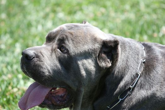 Close up of a Cane Corso dog.