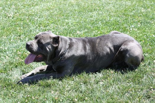 Close up of a Cane Corso dog.