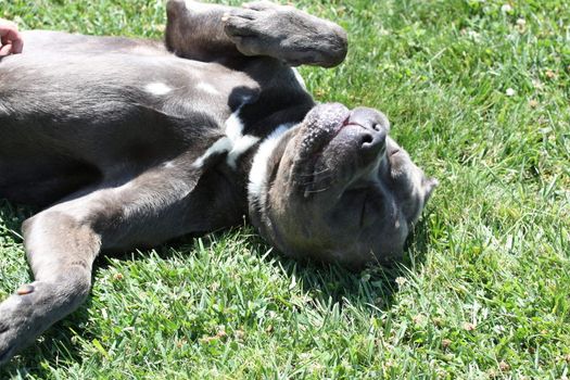 Close up of a Cane Corso dog.