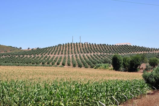 Agriculture in the vineyards of Portugal