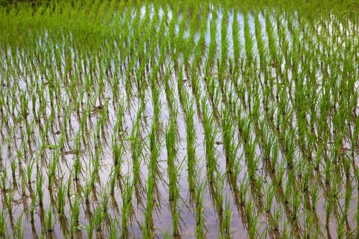 Rice growing in a paddy in the Central Highlands of the island of Bali, Indonesia.