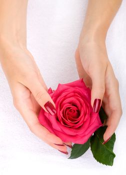 Woman hands with a rose flower