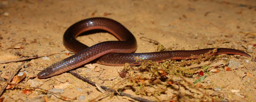 An Eastern Wormsnake (Carphophis amoenus) at Monte Sano State Park in northern Alabama.