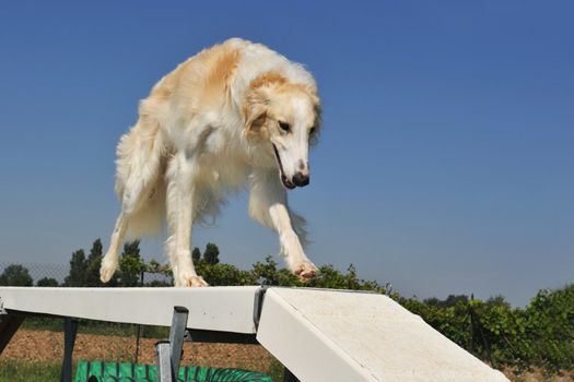 purebred Russian Borzoi wolfhound playing in agility 
