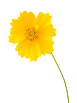 A bright yellow coreposic isolated on white