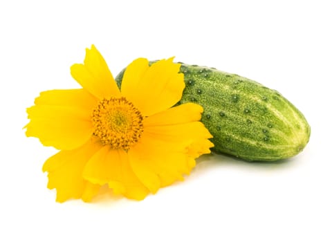 Fresh cucumber and yellow sunflower on white background