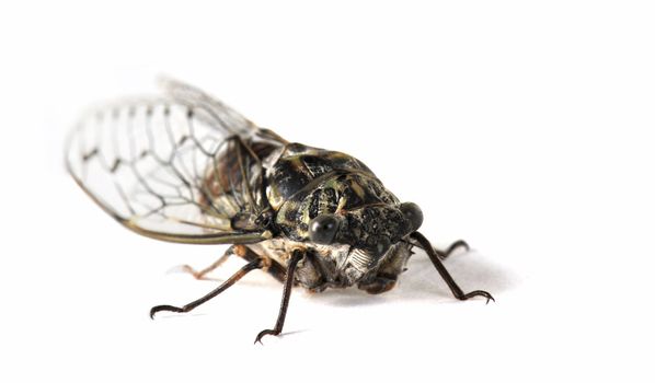 Summer of singing swamp cicada isolated on white,  Tibicen linnei