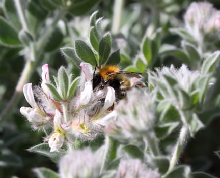 honey bee collecting pollen