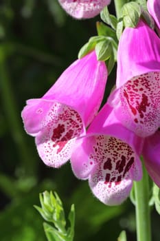 foxglove