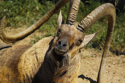 old nubian ibex closeup