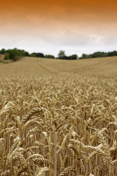 A rolling landscape on a portrait format of a field of growing golden wheat.