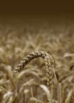 Detailed focus on a golden wheat ear growing in a field.