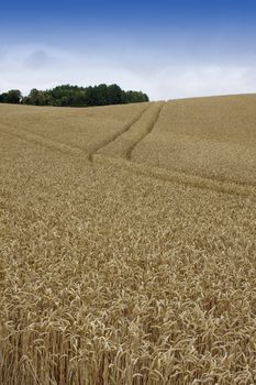 A portrait format image of a rolling wheat field with growing golden wheat with a tree lined horizon.