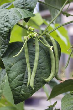 A string of organically growing green french beans, with emerging flower heads growing on the vine.