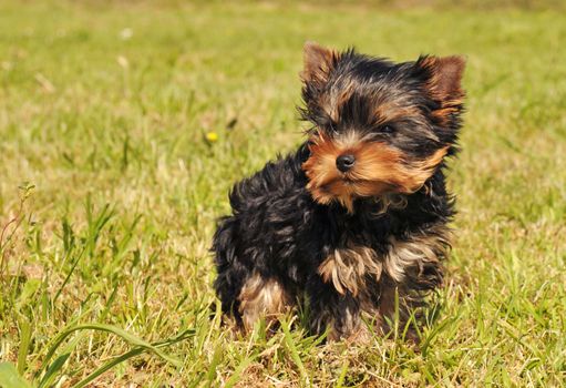 portrait of a purebred yorkshire terrier in the grass