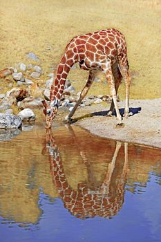 A giraffe drinking water at a waterhole
