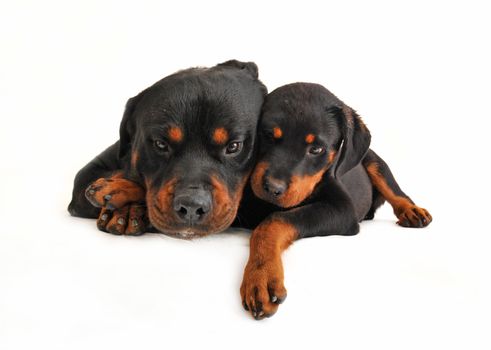 baby purebred rottweiler and his mother dog on studio