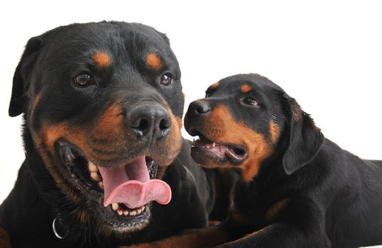 portrait of an adult rottweiler and his puppy