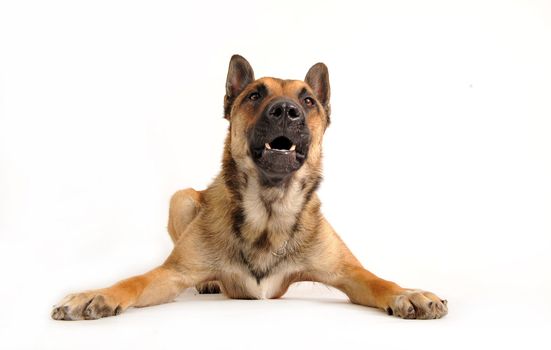 barking purebred belgian sheepdog malinois on a white background