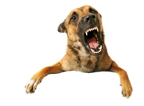 portrait of a very angry purebred belgian shepherd malinois