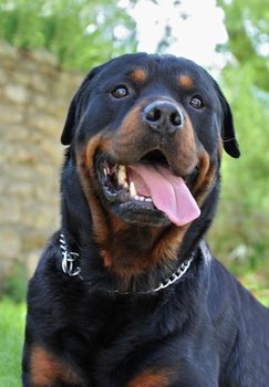 portrait of a purebred rottweiler in a garden