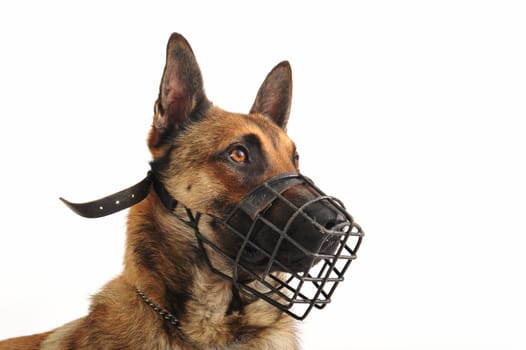 portrait of a purebred belgian shepherd malinois withe his muzzle