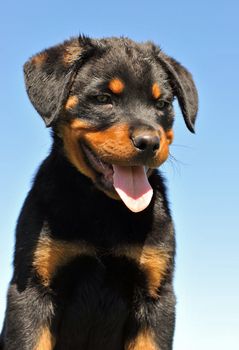 portrait of a young puppy purebred rottweiler