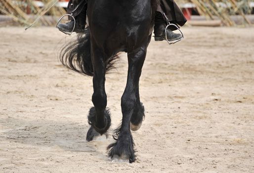 close up of the black Friesian stallion's paw