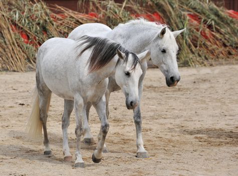 two white horses together in the south of France