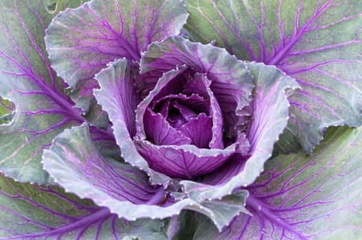 Close up detail of decorative cabbage with bright purple veins.