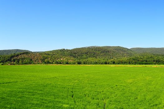 Green Paddy Field In The Hills Of Tascana
