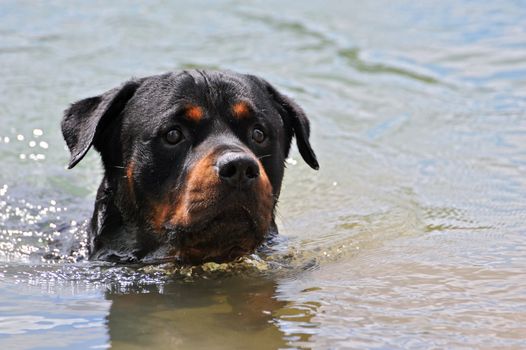 a purebred rottweiler swimming in a lake