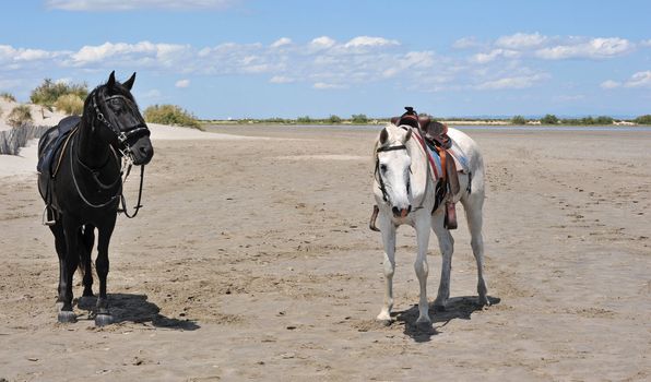two horses on a beach in the Camargue, France