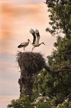 beginning of life for two white stork on their nest