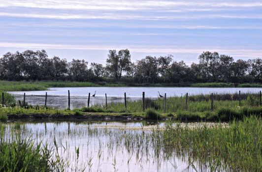 wetland with two herons in the morning