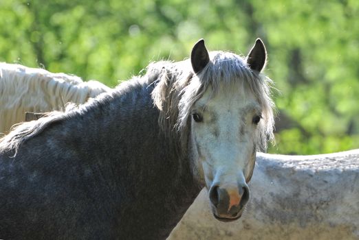 young stallion purebred camargue with a green background