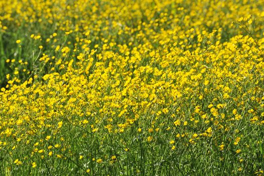 field of yellow flowers in the south of France