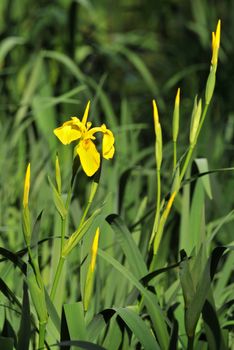 wild yellow iris near a water in a lake