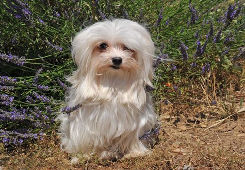 portrait of a cute maltese dog in front of lavender