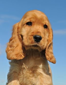 portrait of a young puppy purebred english cocker 
