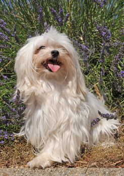 portrait of a cute maltese dog in front of lavender