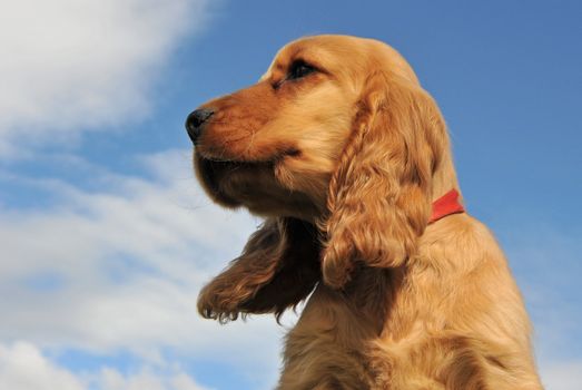 portrait of a young puppy purebred english cocker