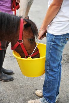 feeding a brown pony in a bucket