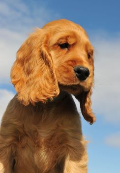 portrait of a puppy purebred cocker spaniel in a blue sky