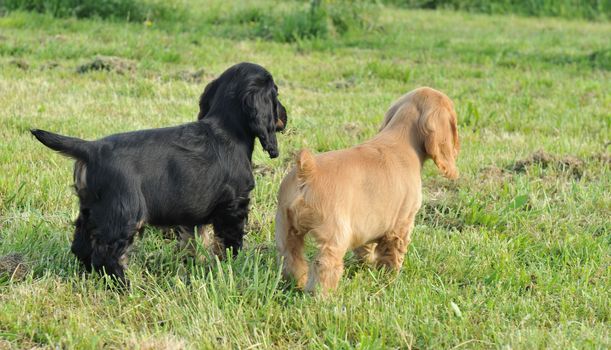 back of two puppies purebred english cocker in a field
