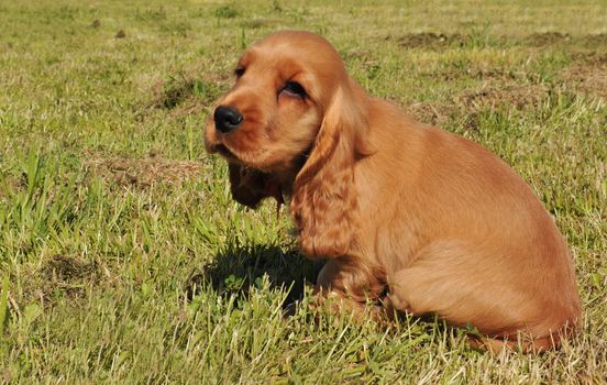 portrait of a purebred puppy cocker spaniel in a fiel