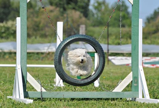 purebred maltese dog in a competition of agility